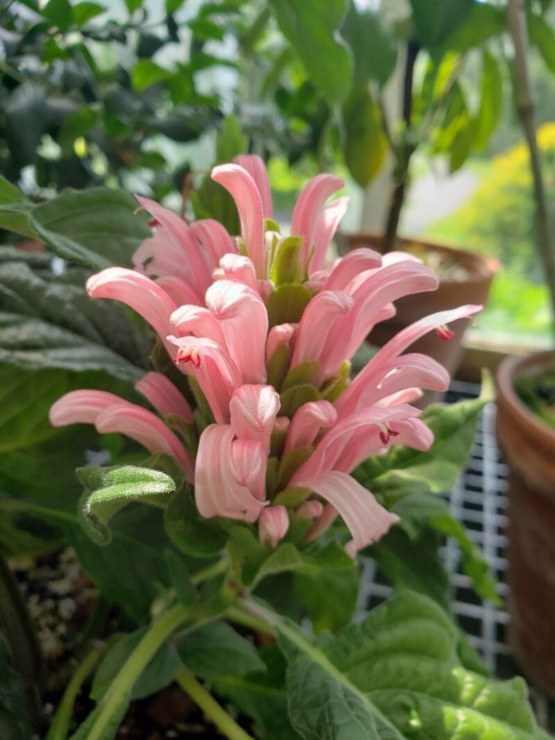 Justicia aequilabris flower