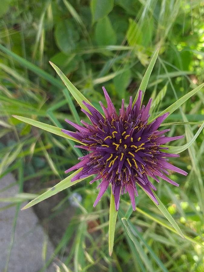 Tragopogon porrifolius flower