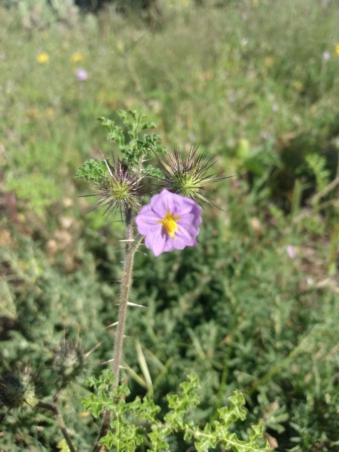 Solanum heterodoxum flower