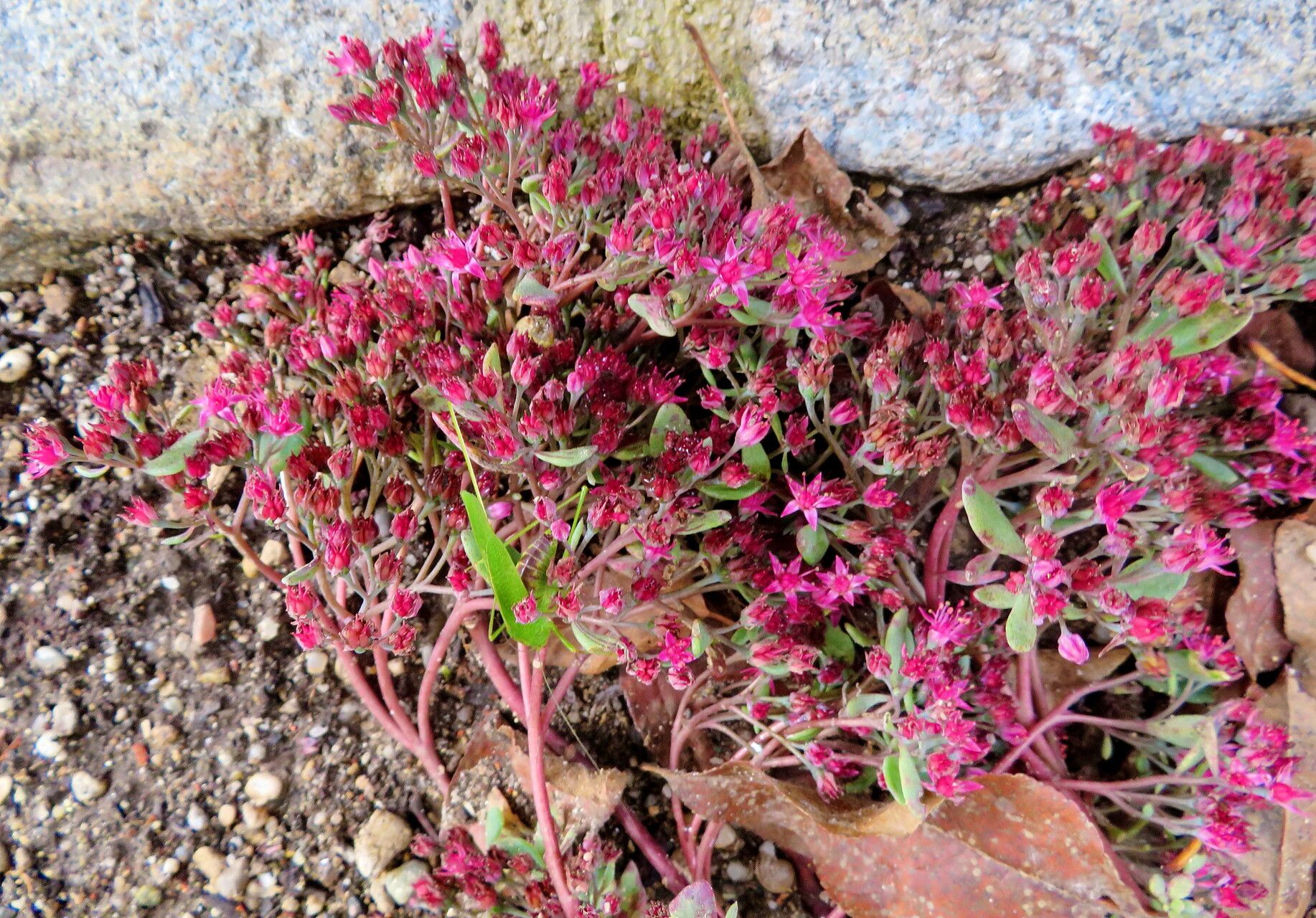 Hylotelephium cauticola habit