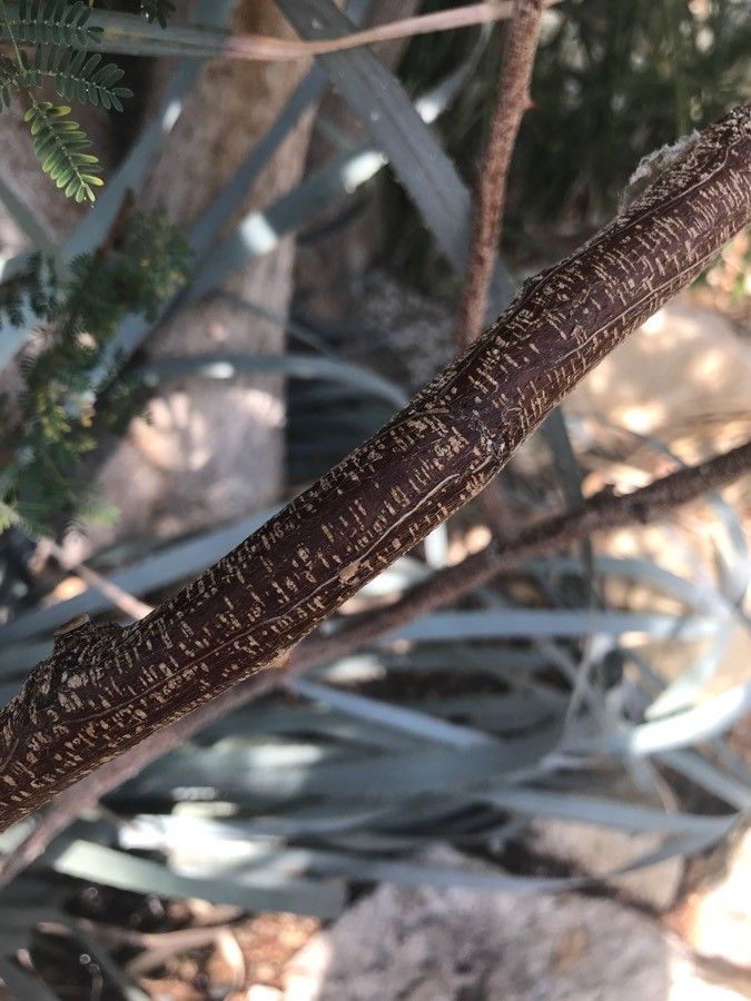 Albizia brevifolia bark