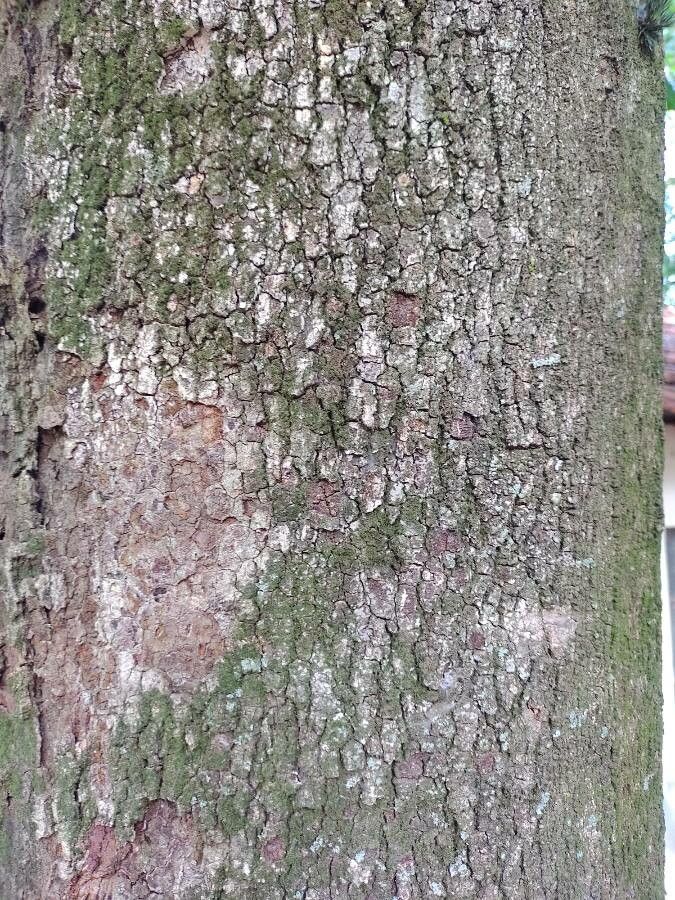 Alchornea glandulosa bark