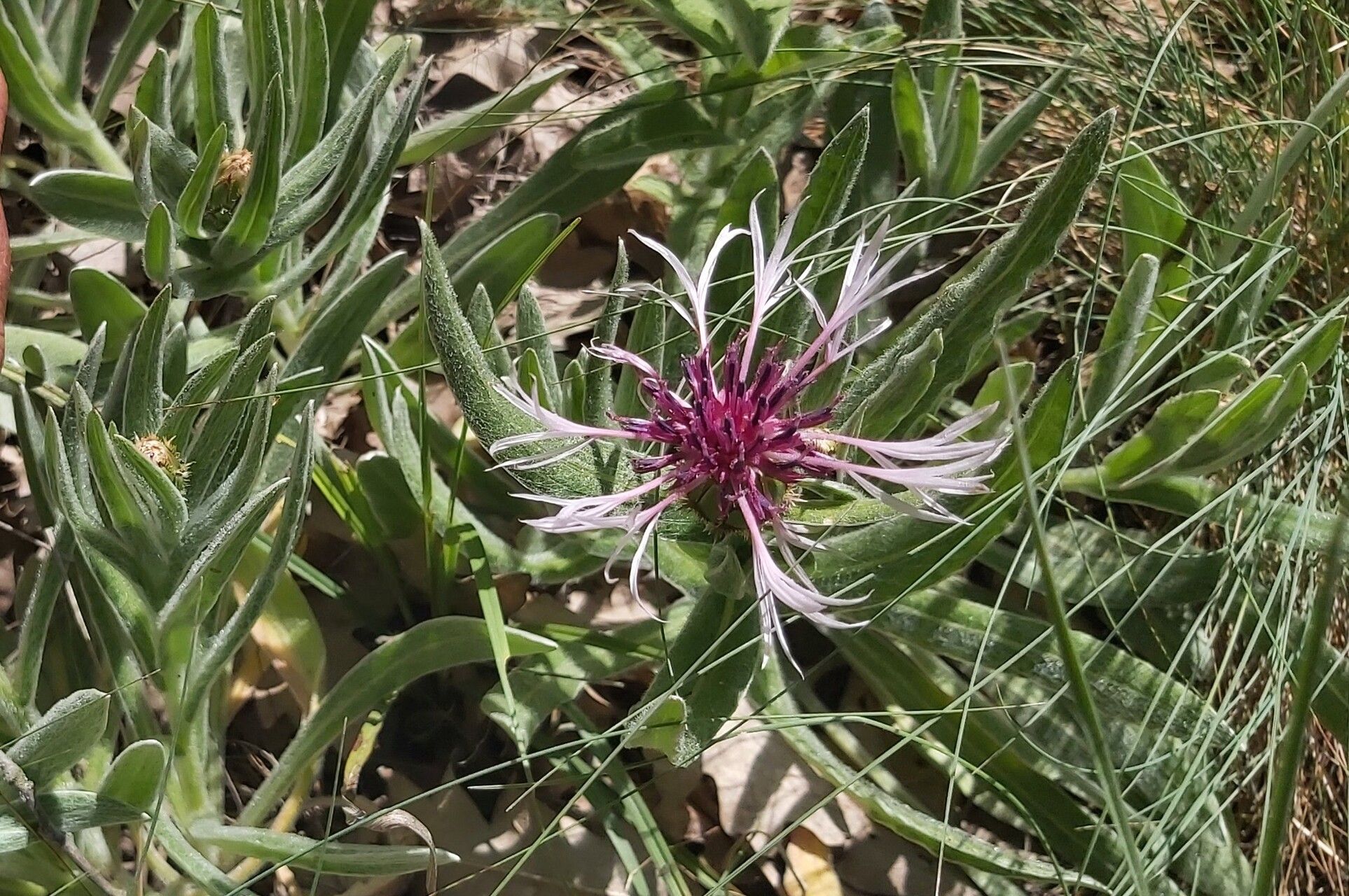 Centaurea pseudoaxillaris flower