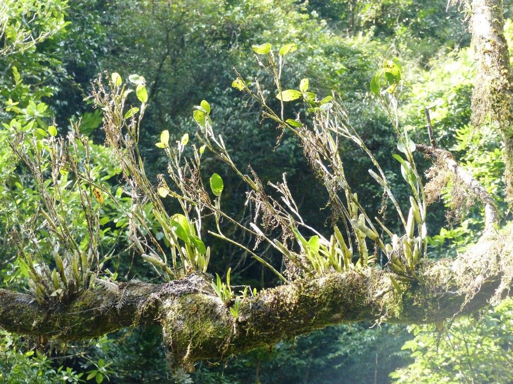 Dendrobium comatum habit