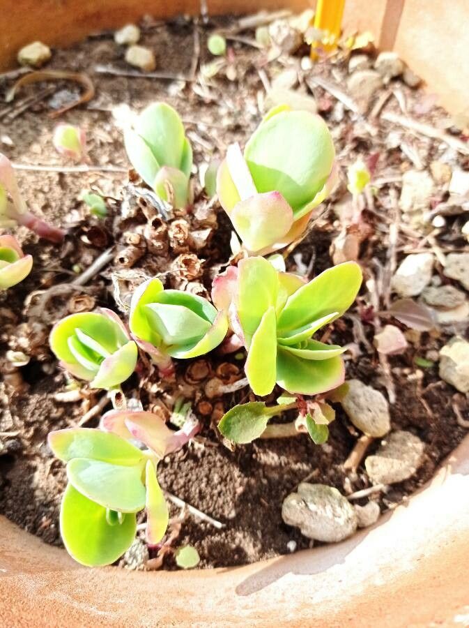 Sedum maximum leaf