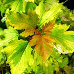 Physocarpus opulifolius