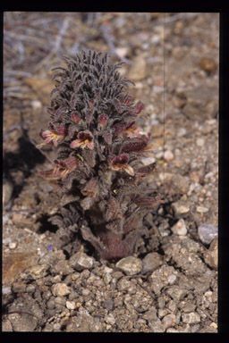 Orobanche valida habit