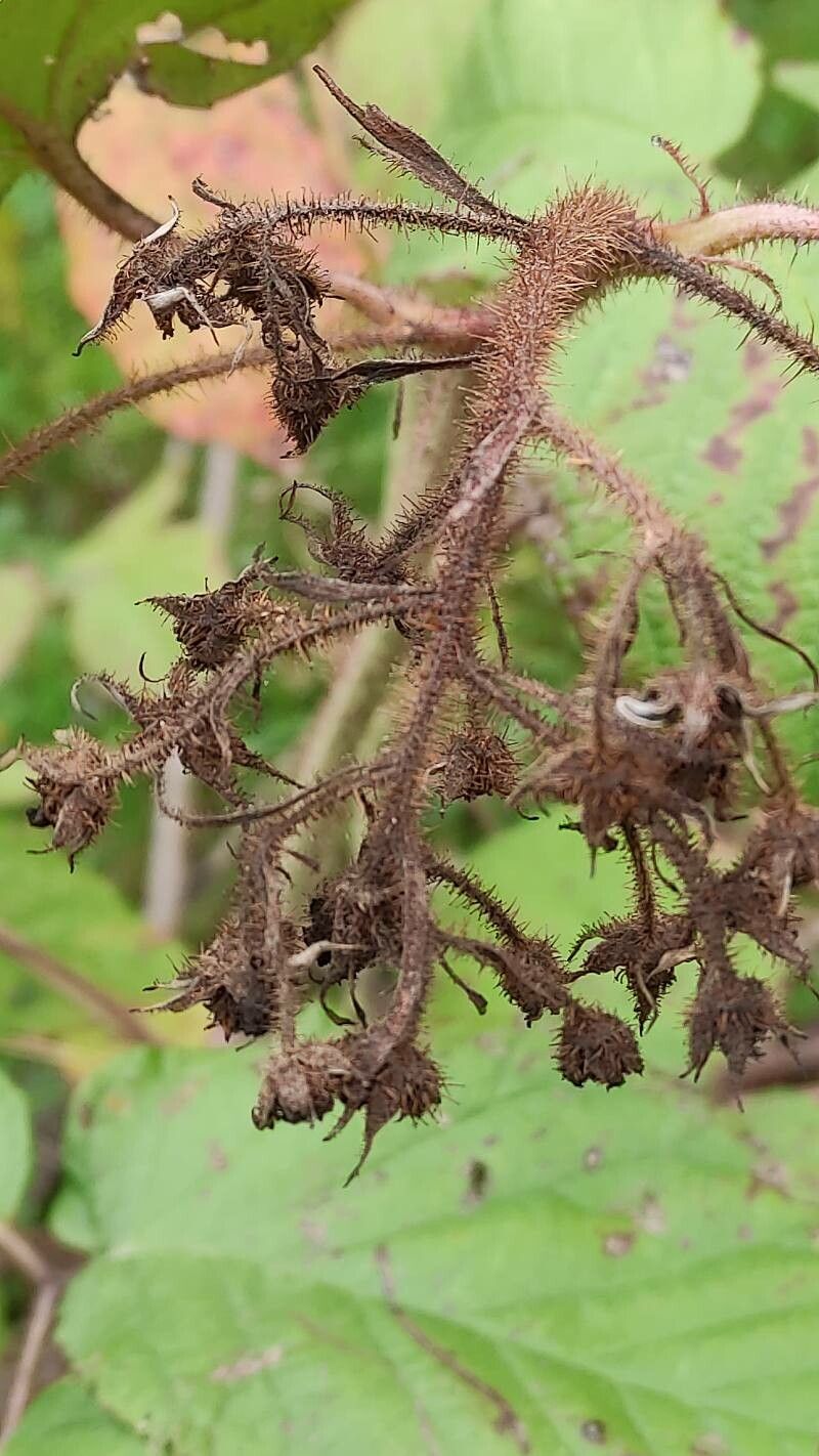 Rubus caucasicus other
