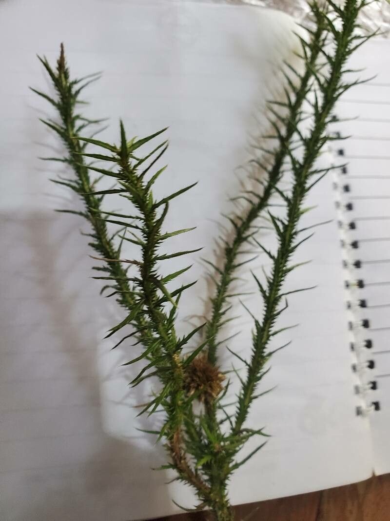 Echinops gracilis leaf