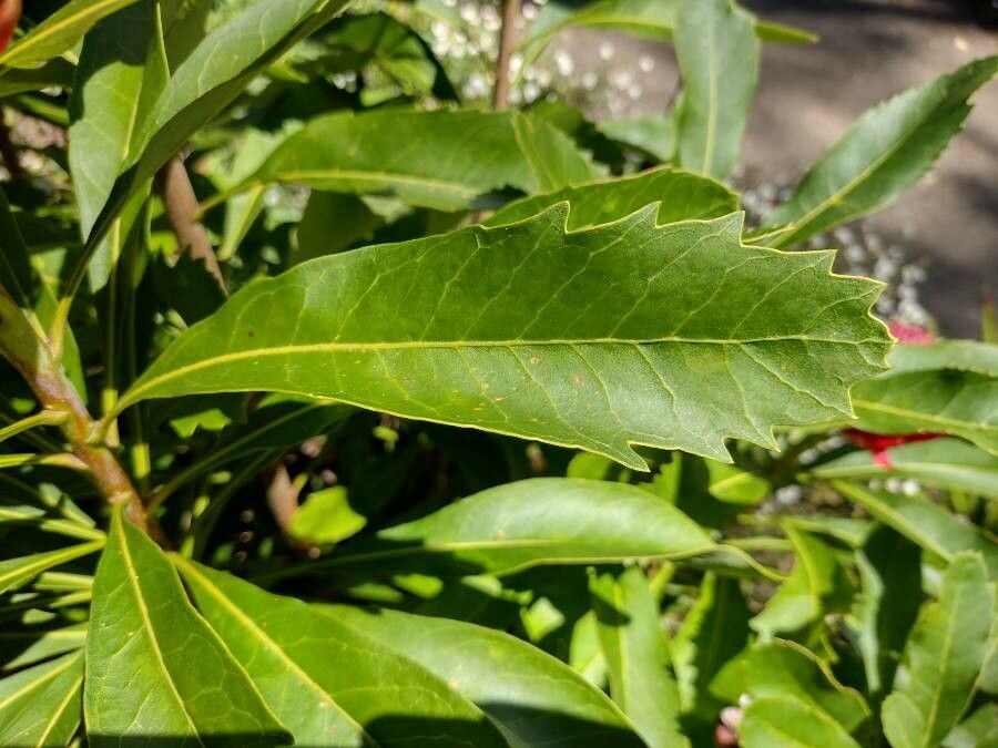 Telopea speciosissima leaf