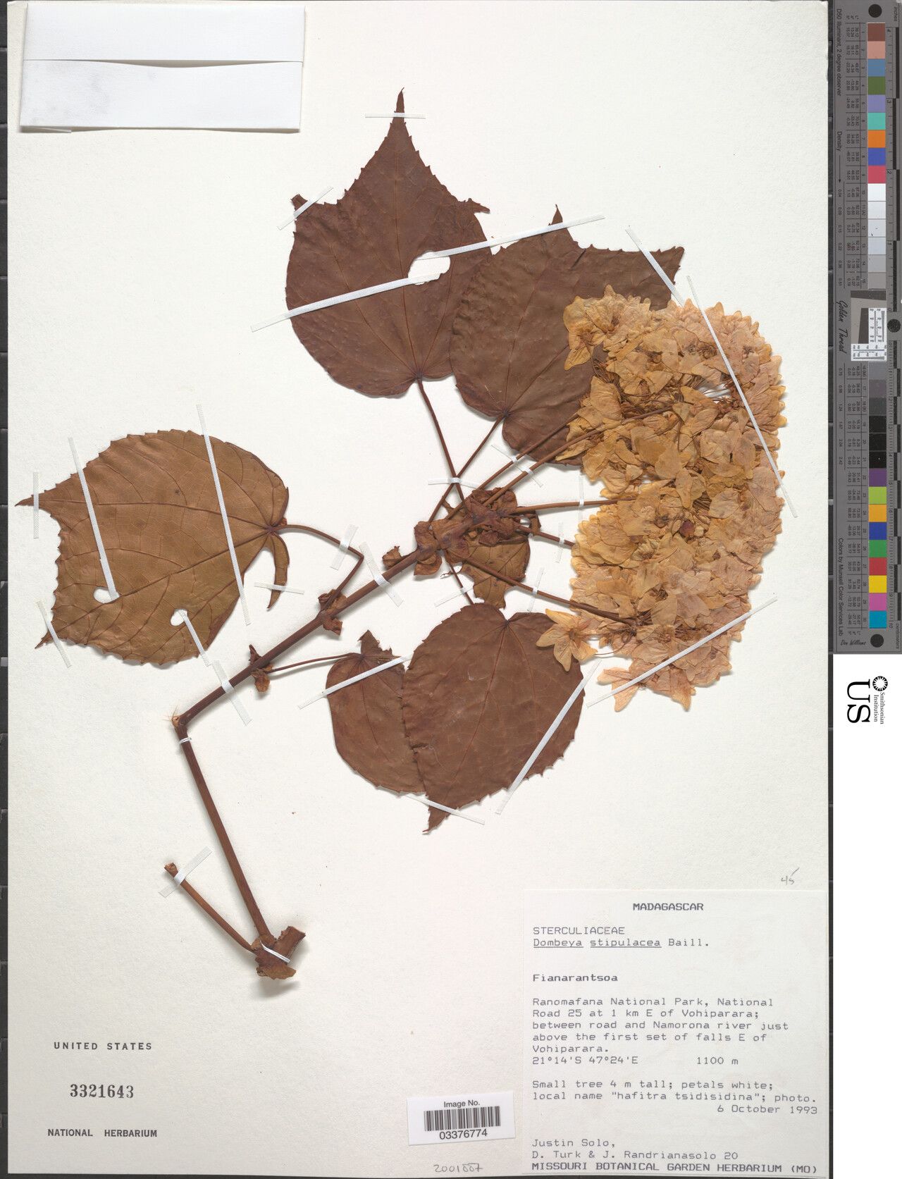 Dombeya stipulacea — houseplant care guide