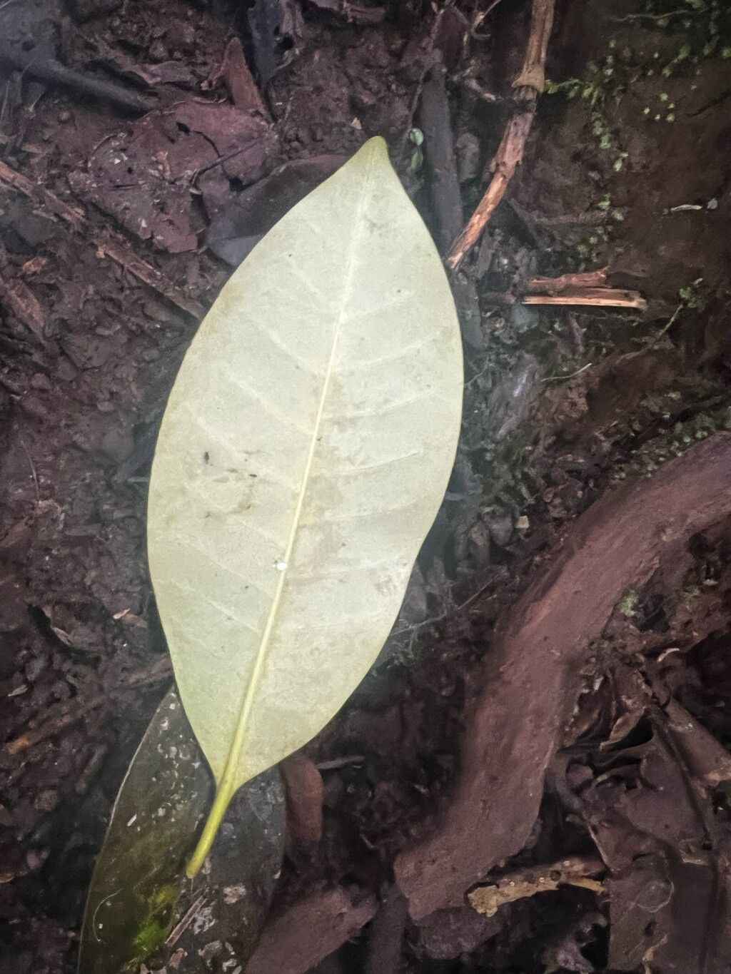 Tabernaemontana stenosiphon — houseplant care guide