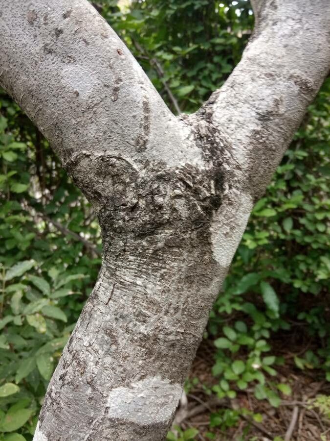 Tocoyena brasiliensis bark