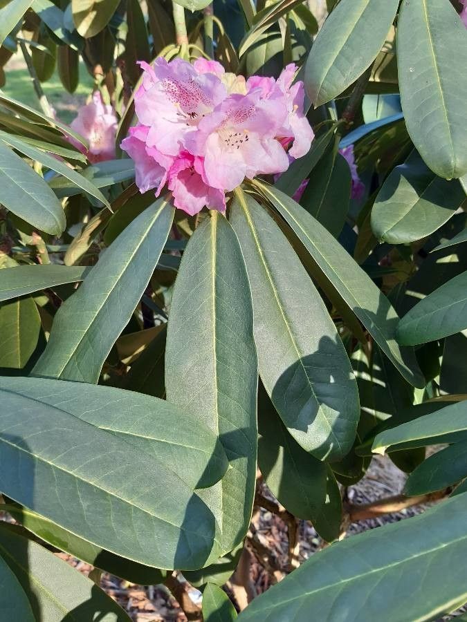 Rhododendron sutchuenense flower