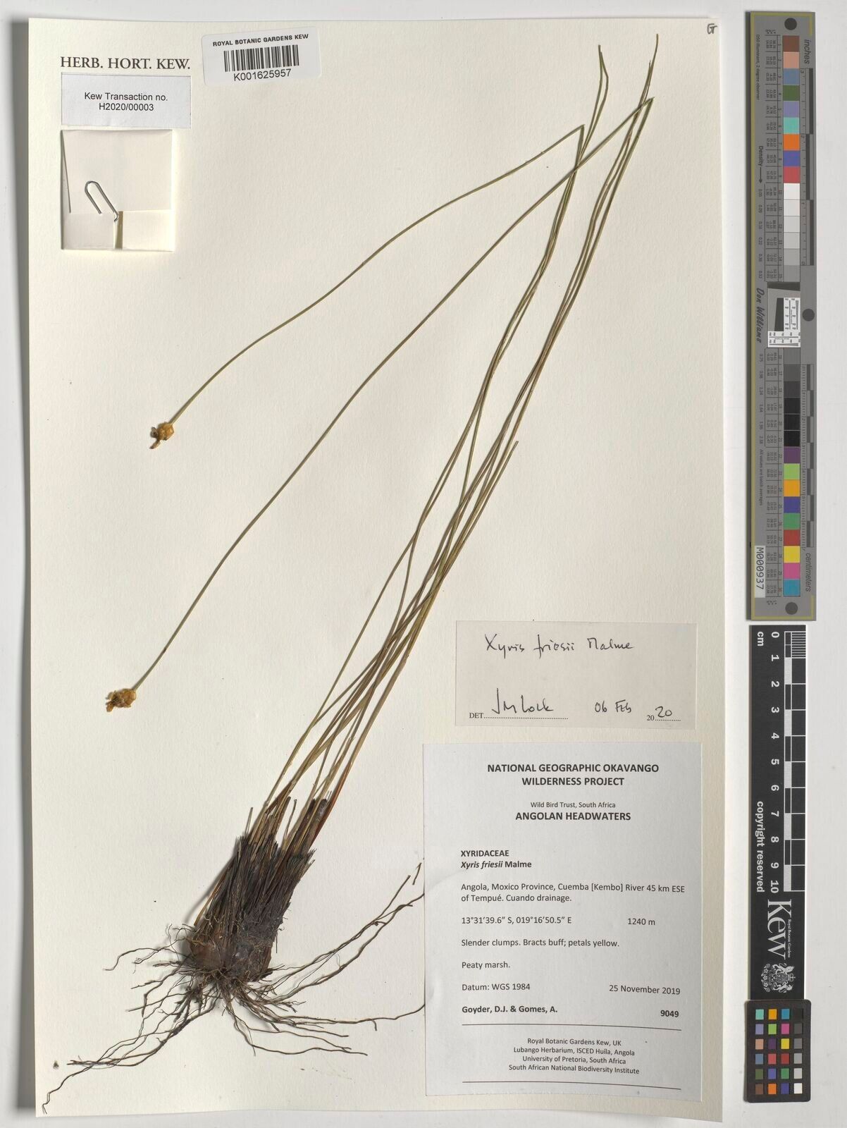 Xyris friesii — search result for 'Xyris'