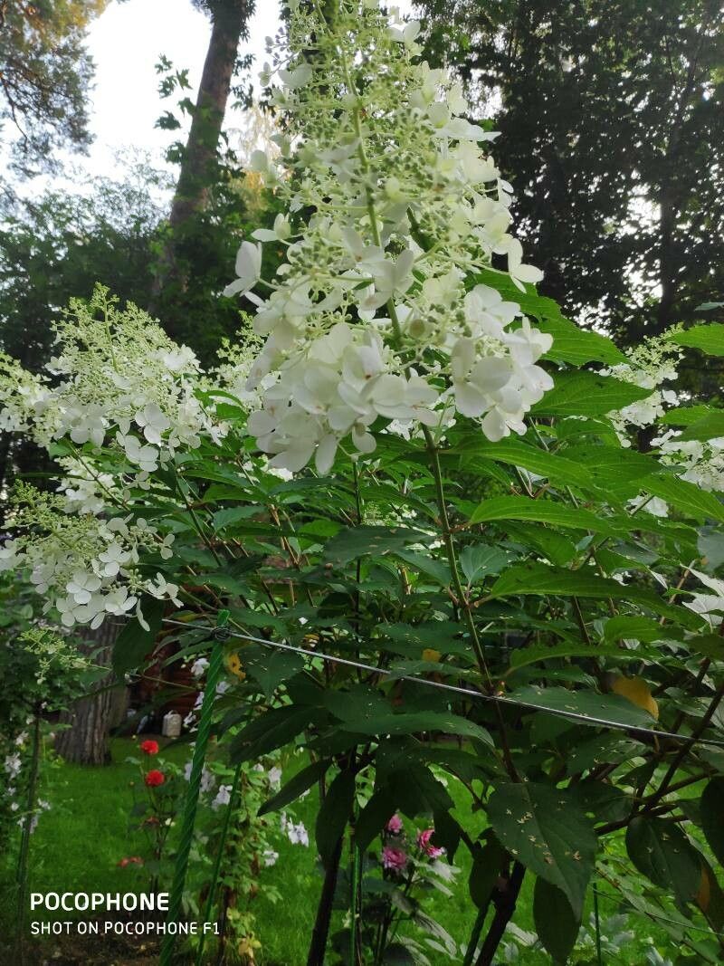 Hydrangea macrocarpa flower