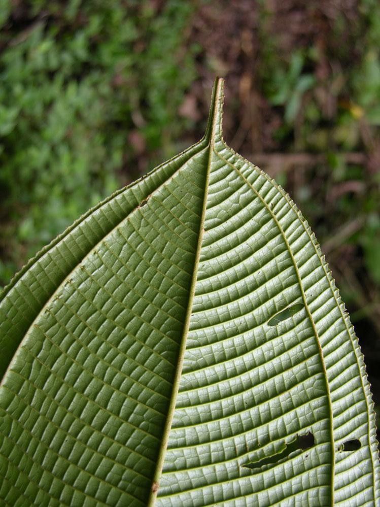 Miconia solearis — houseplant care guide