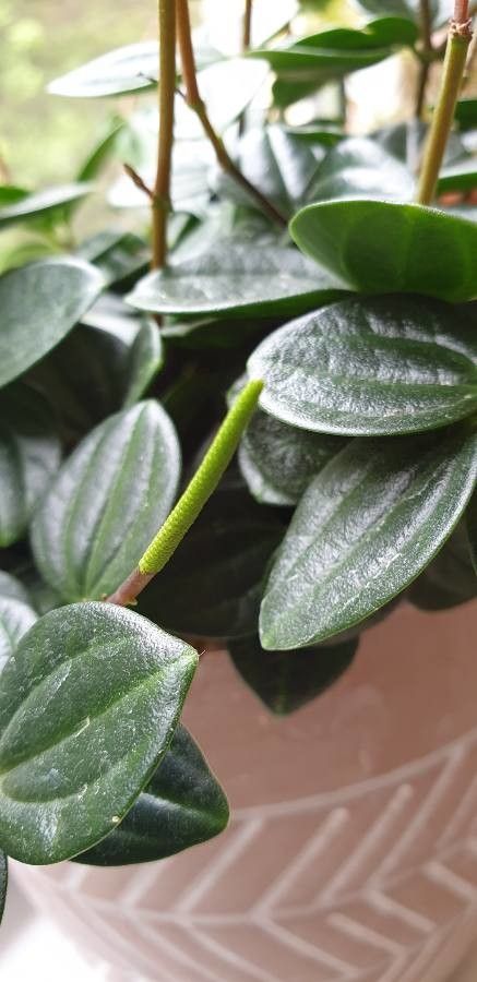 Peperomia quadrangularis flower