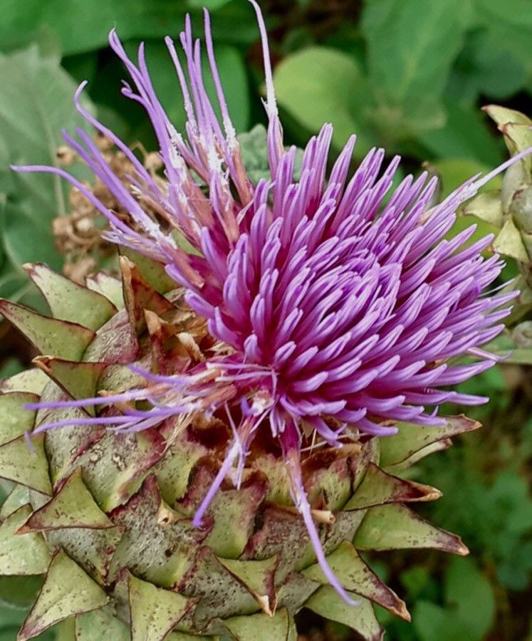 Cynara scolymus fruit