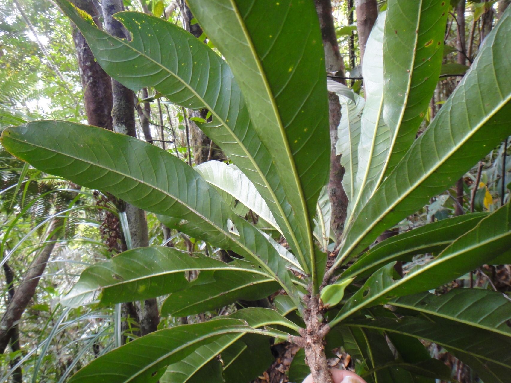 Planchonella pronyensis leaf