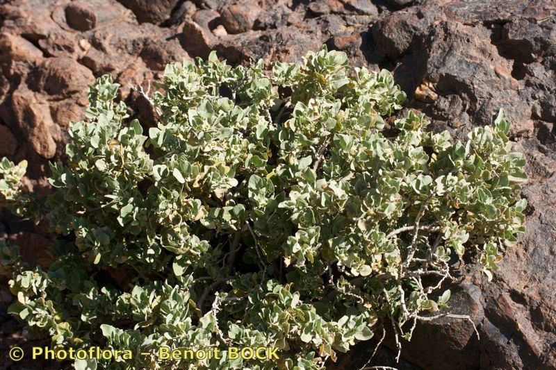 Withania adpressa habit