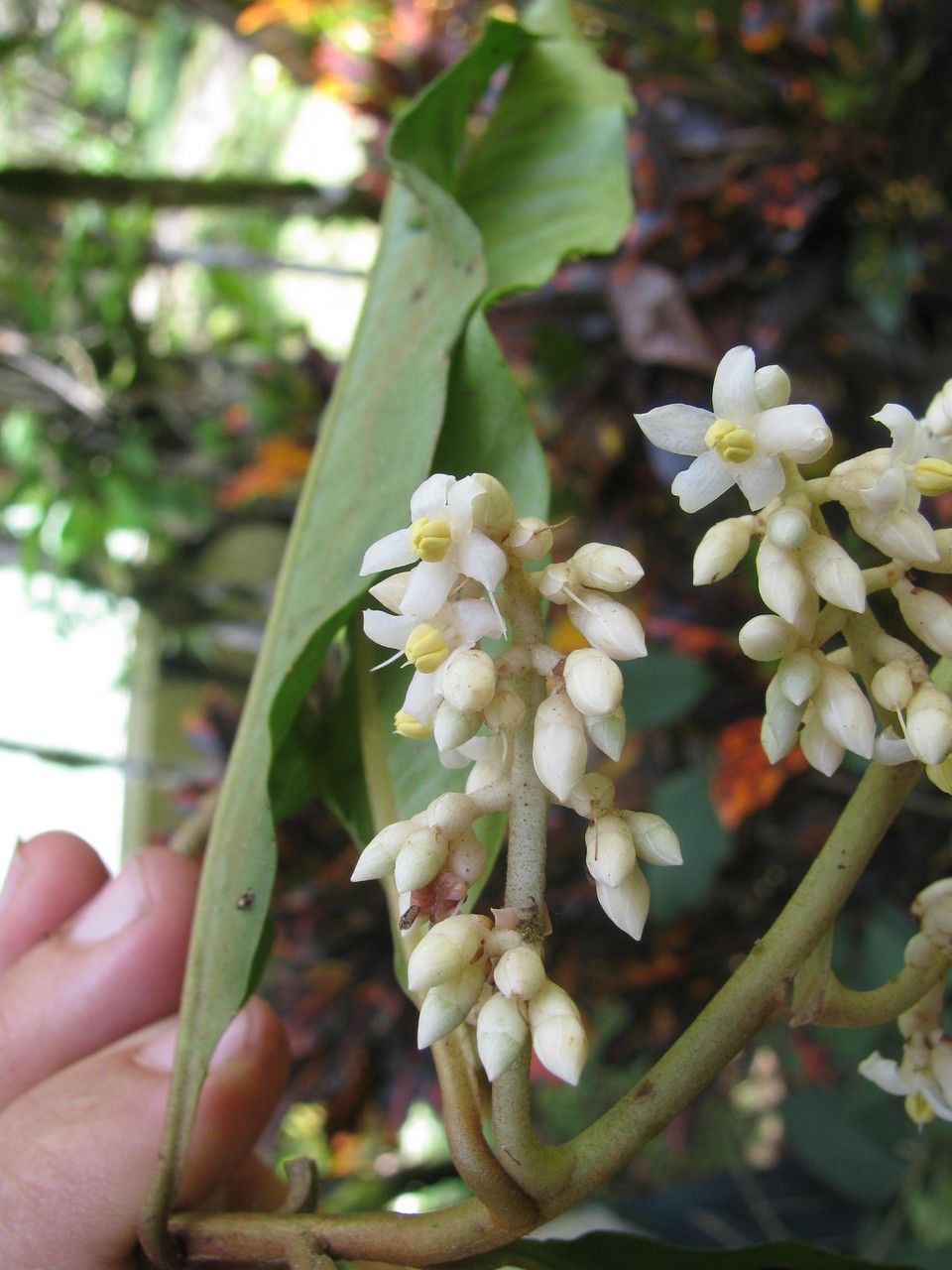Ardisia dunlapiana other
