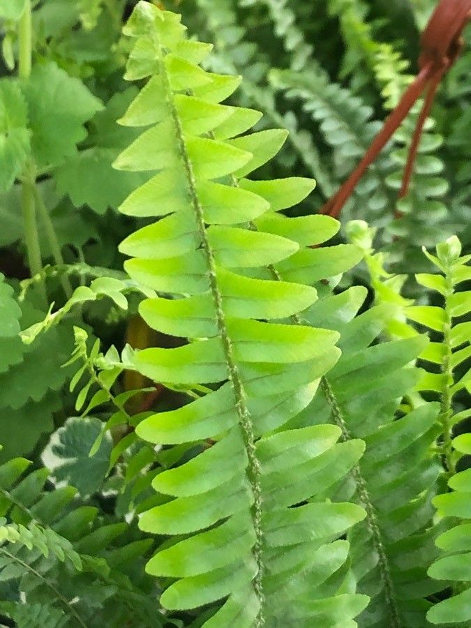 Asplenium parvisorum — search result for 'Asplenium'