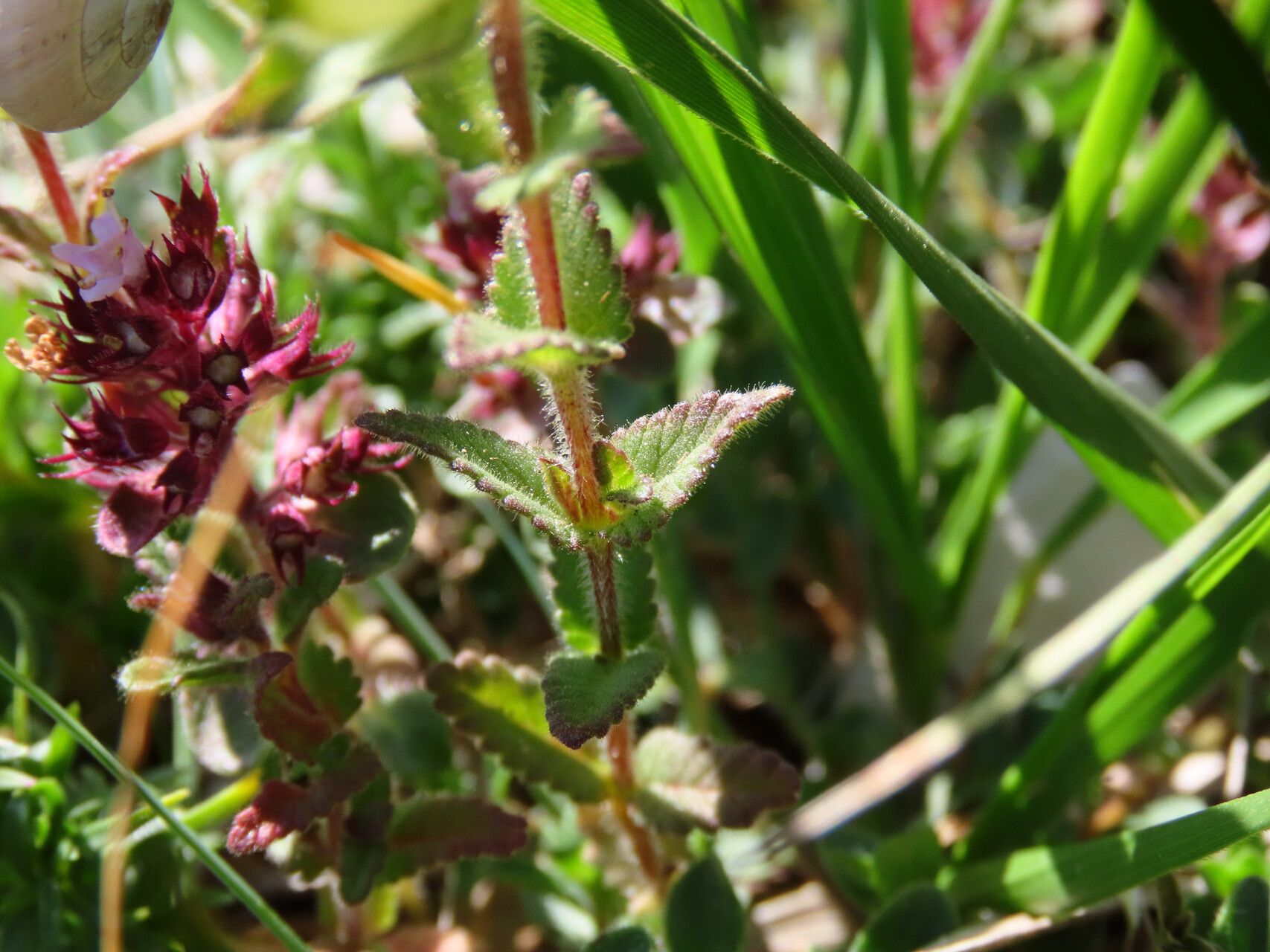 Rhinanthus wettsteinii — search result for 'Rhinanthus'