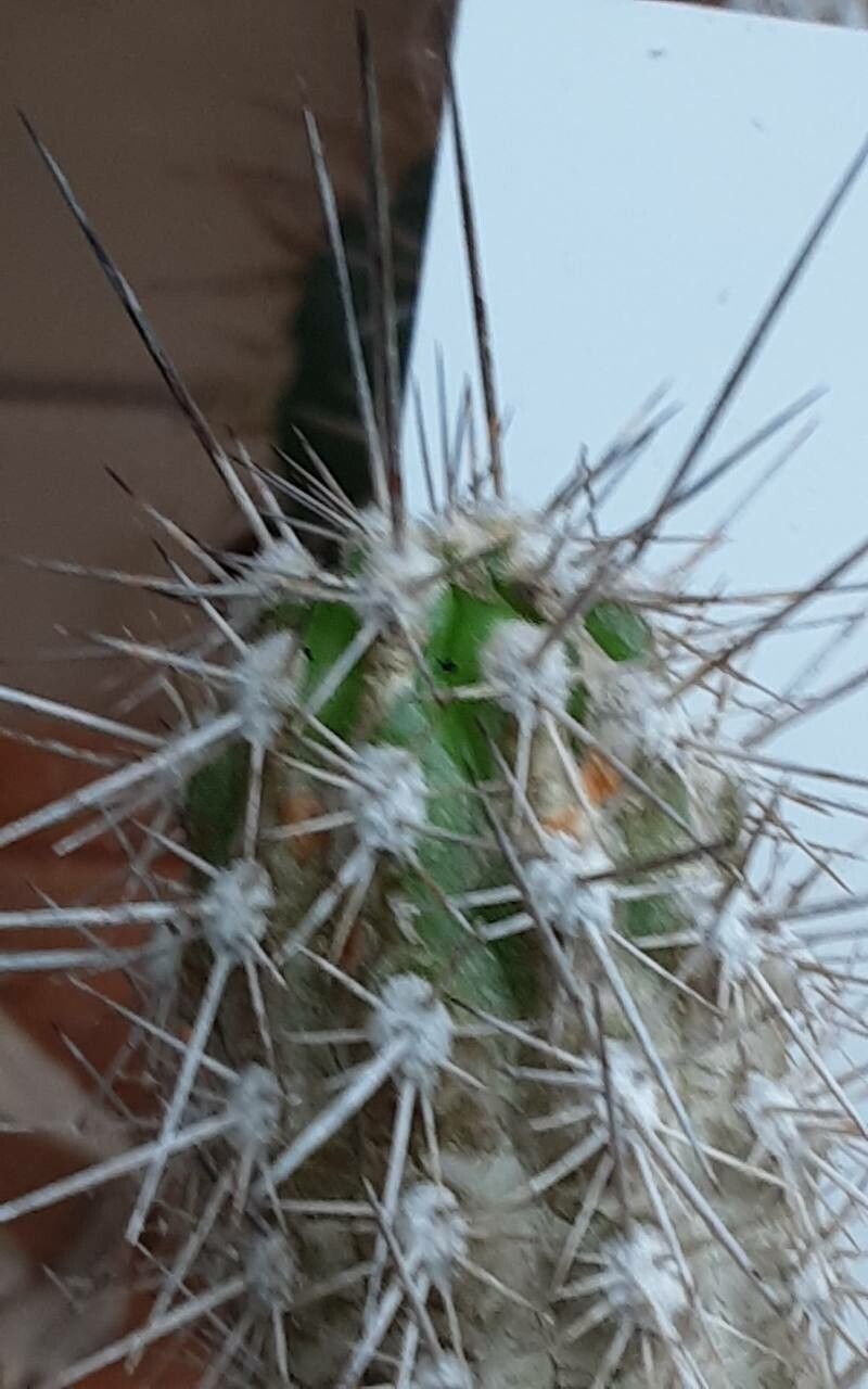 Eulychnia chorosensis leaf