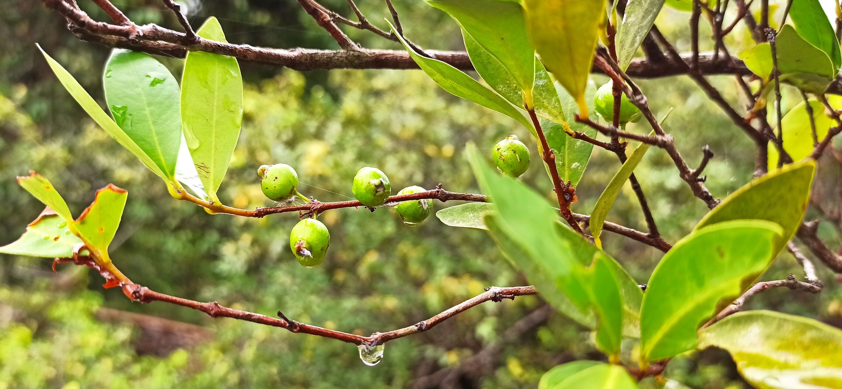 Eugenia ancorifera — houseplant care guide