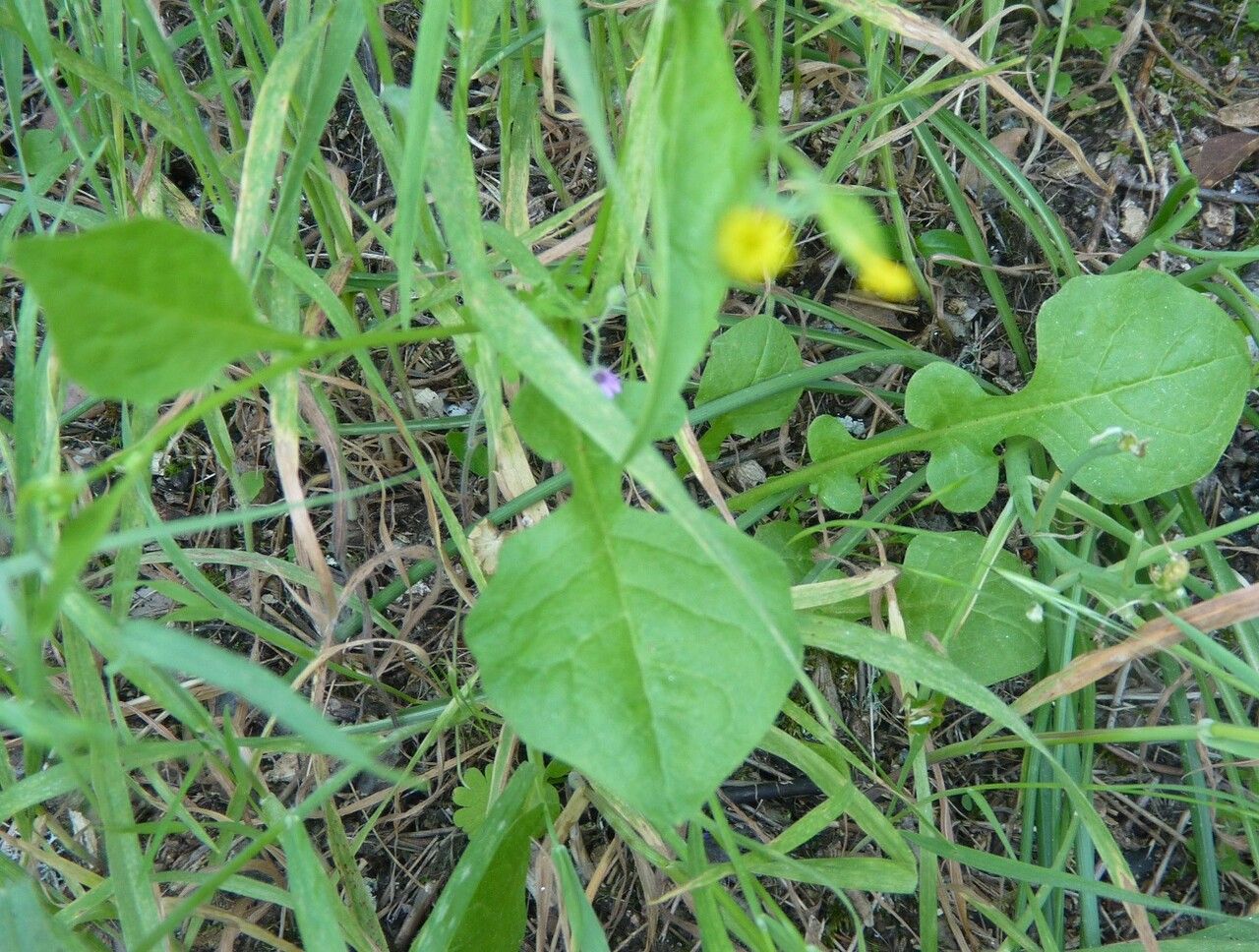 Rhagadiolus edulis — related species from the same genus