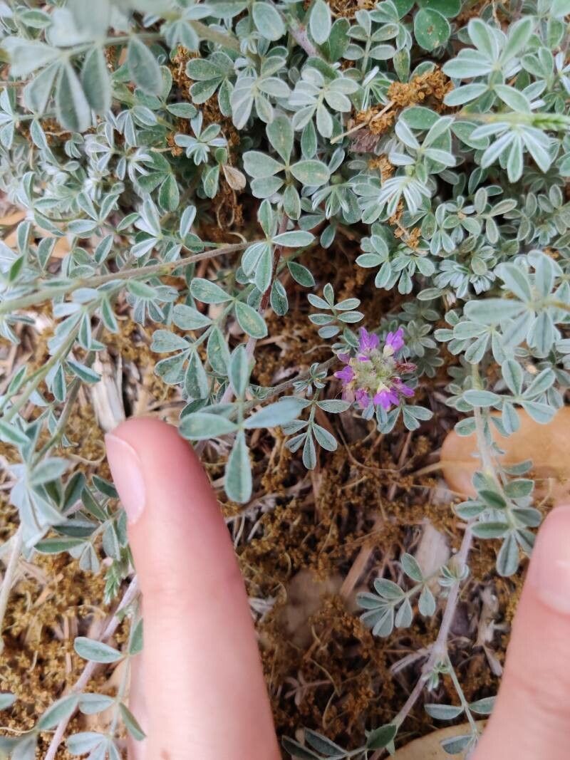 Dalea versicolor flower