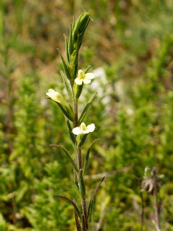 Odontites glutinosus — related species from the same genus