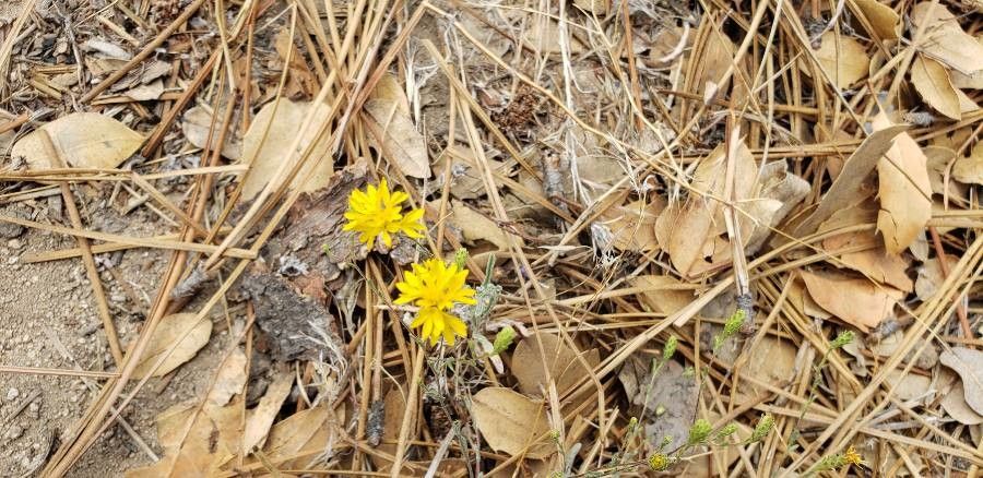 Lessingia germanorum — search result for 'Cupressus'