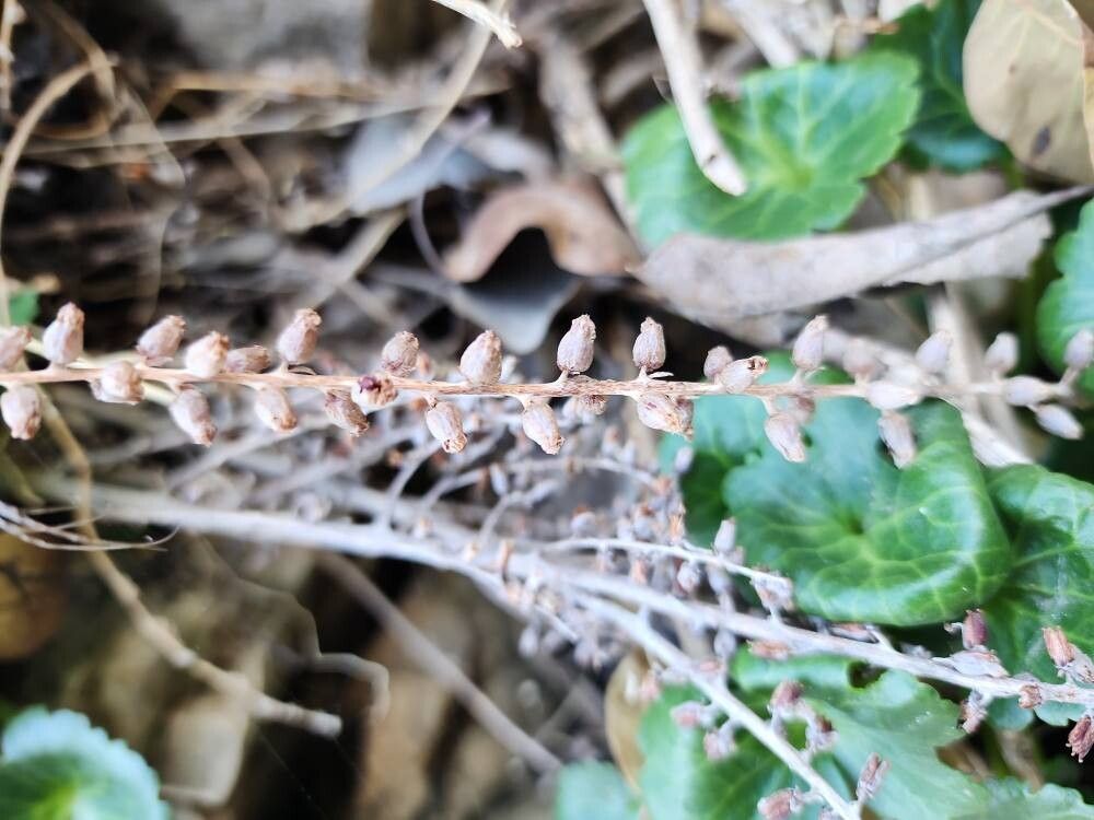 Umbilicus intermedius fruit