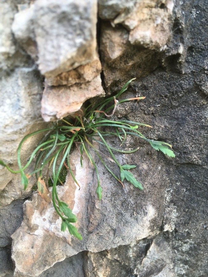 Asplenium seelosii leaf