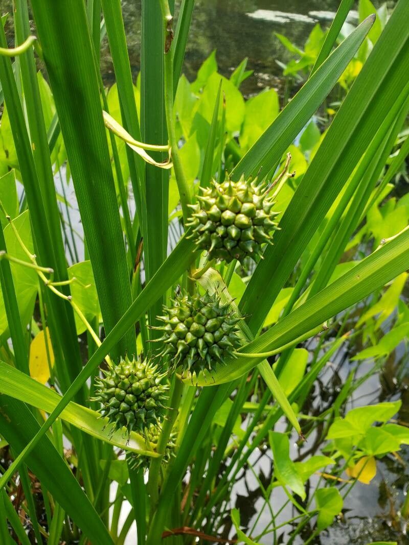 Sparganium eurycarpum fruit