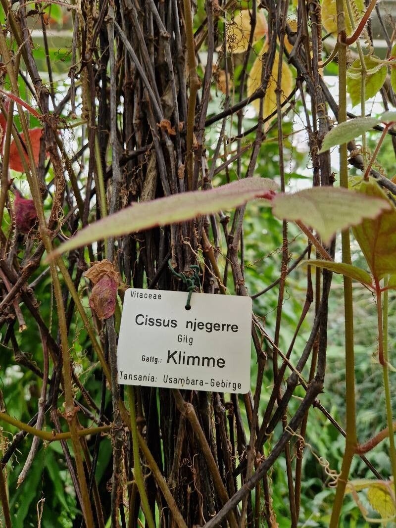 Cyphostemma njegerre bark