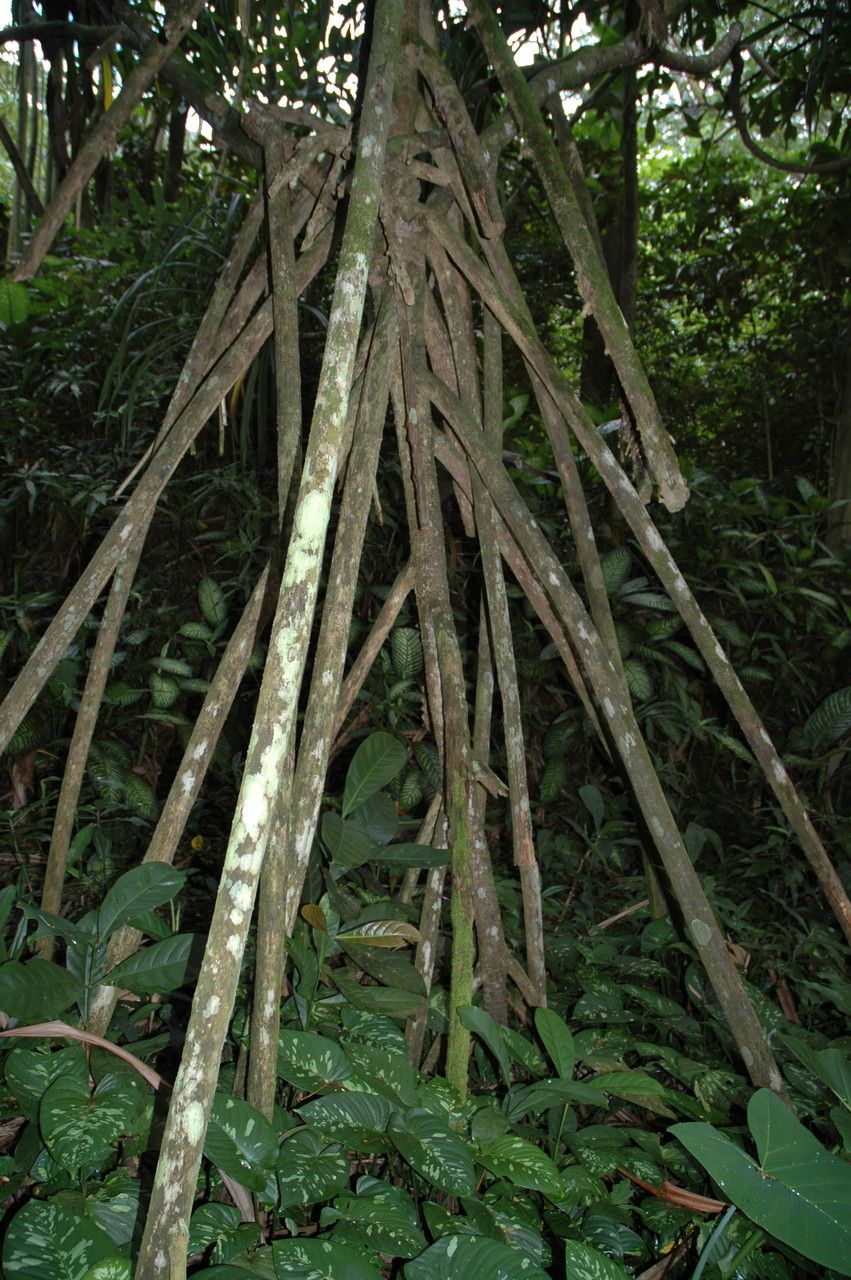 Pandanus patina — search result for 'Pandanus'