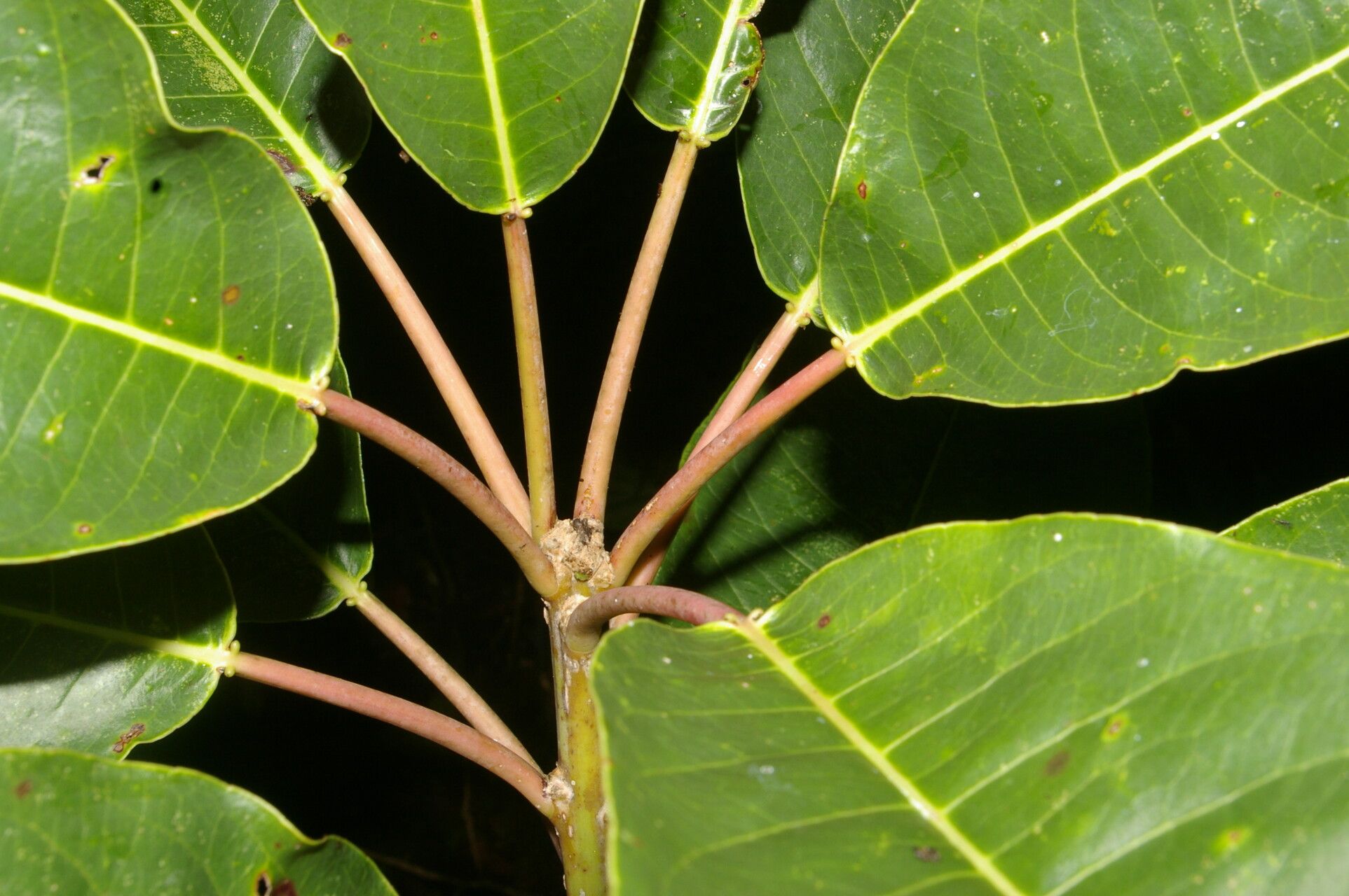 Sapium pachystachys habit