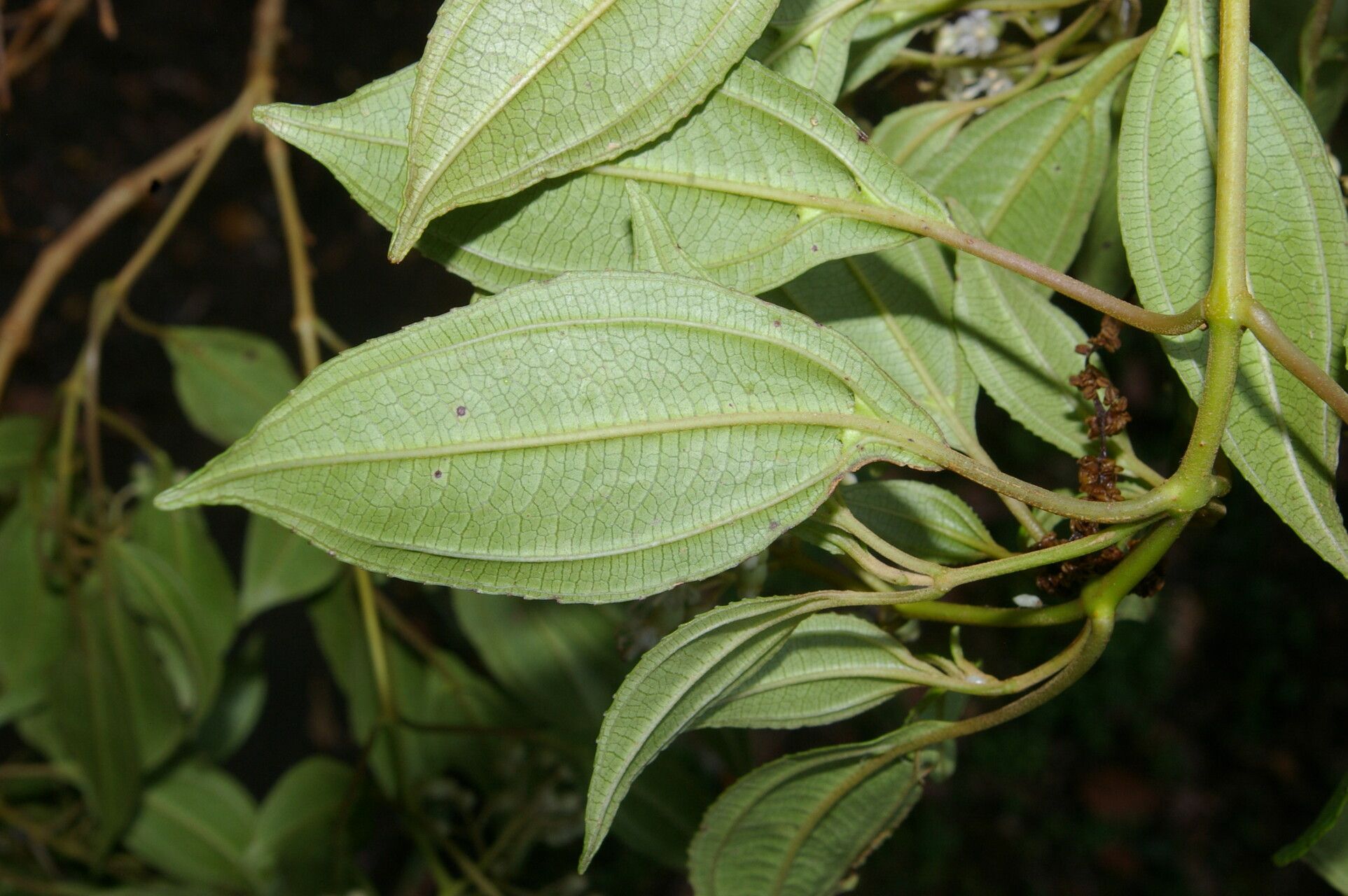 Miconia biperulifera leaf