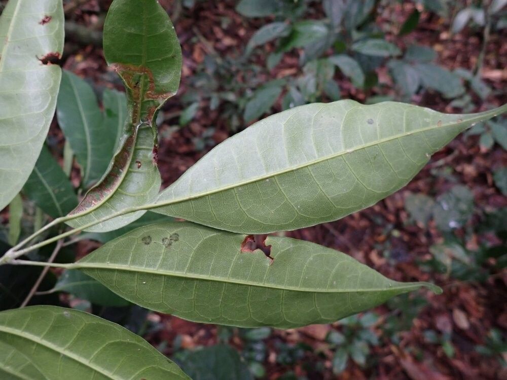 Pachylobus camerunensis — related species from the same genus
