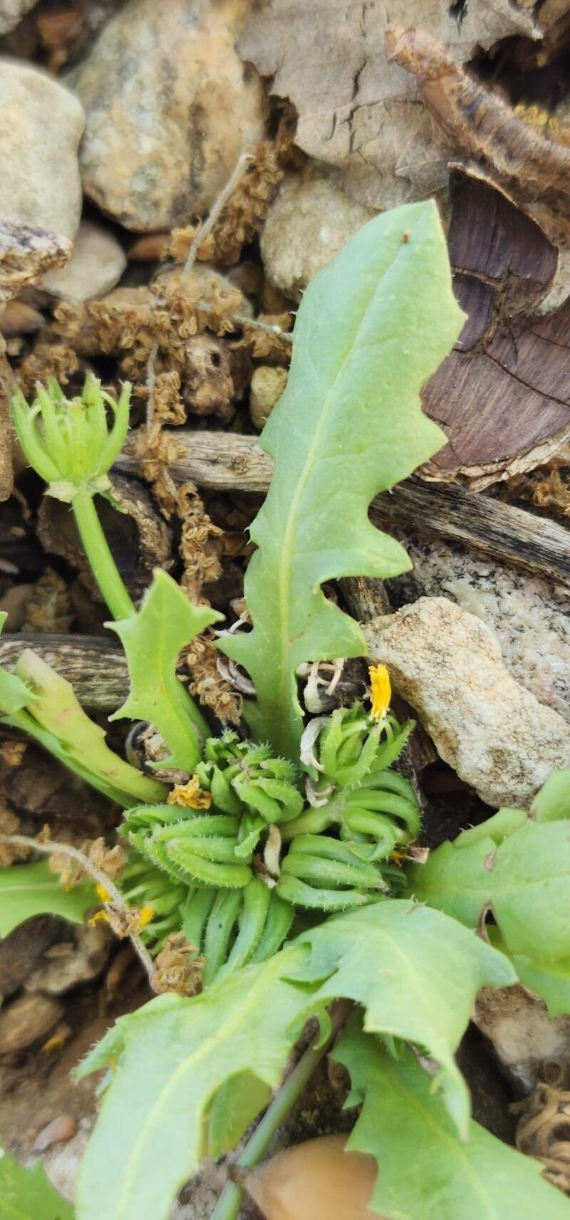 Garhadiolus hedypnois — houseplant care guide