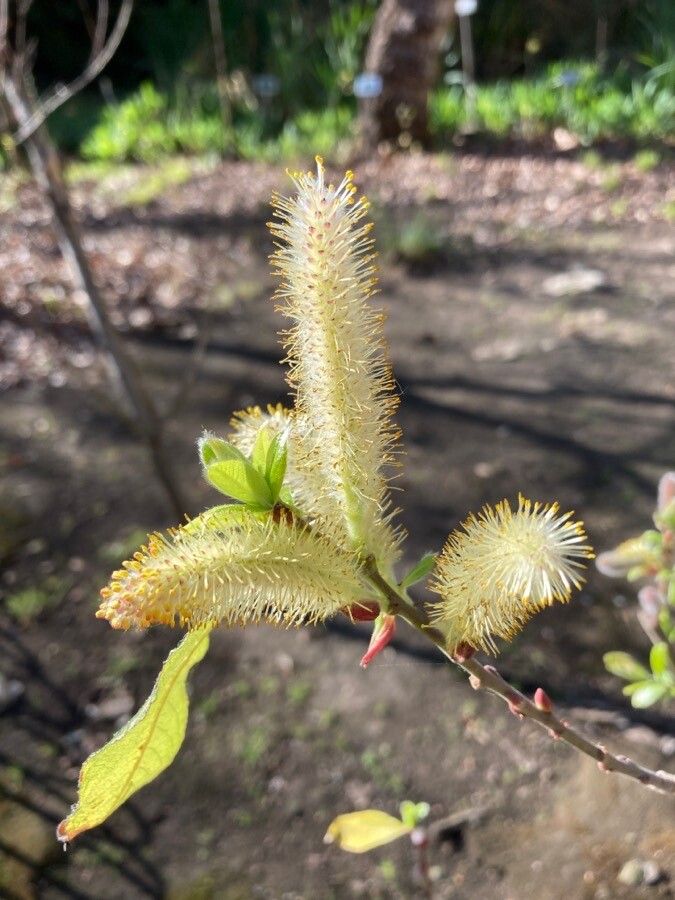 Salix gussonei — houseplant care guide