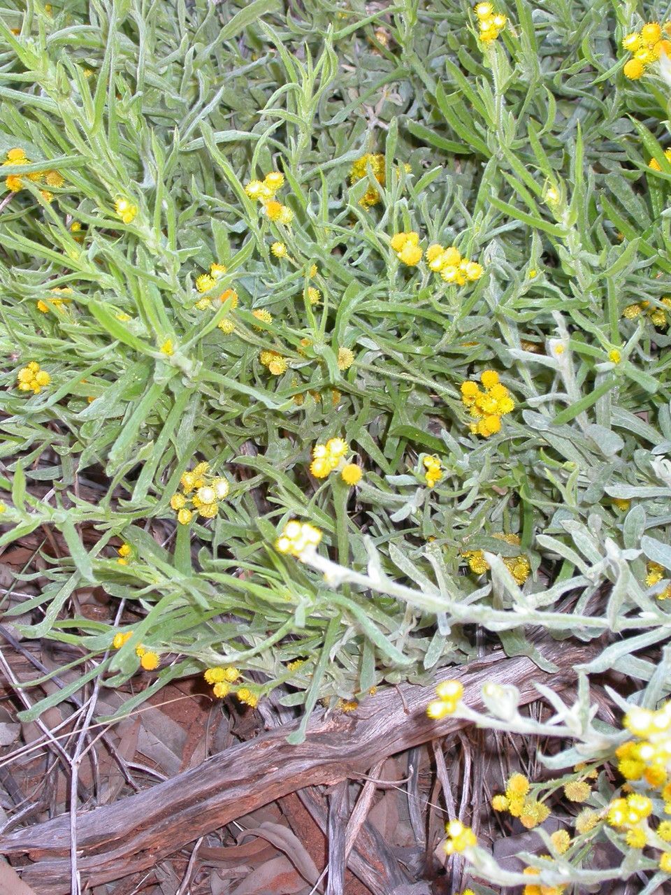 Chrysocephalum apiculatum flower
