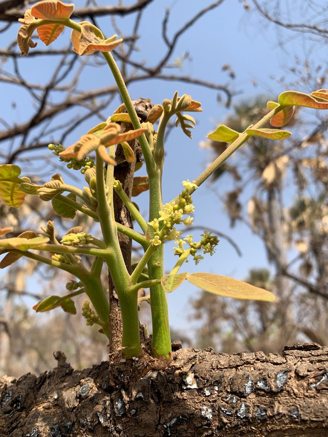 Lannea velutina flower