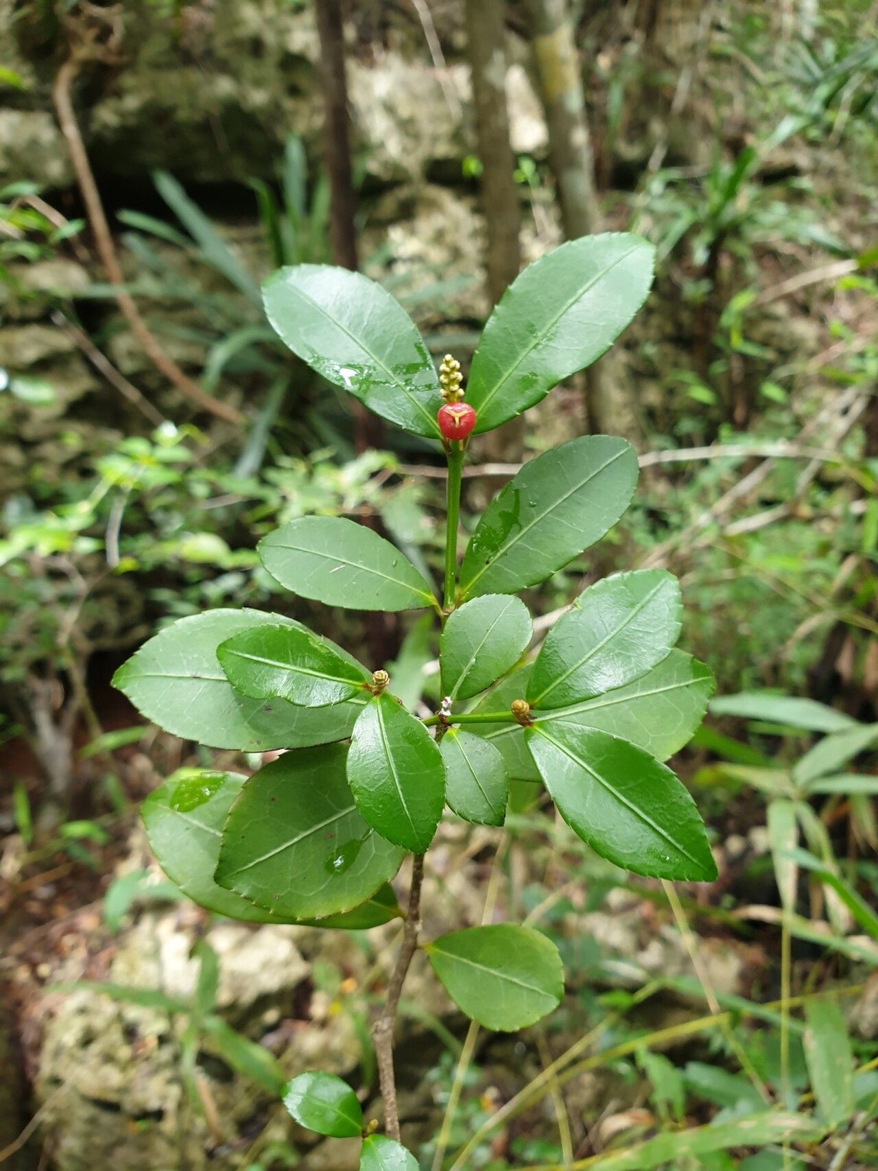 Excoecaria madagascariensis — search result for 'Excoecaria'