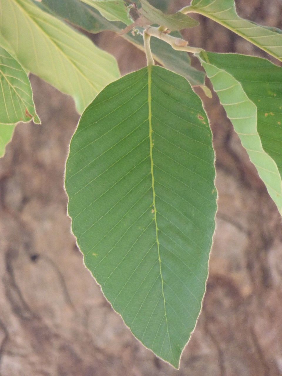 Dipterocarpus alatus leaf