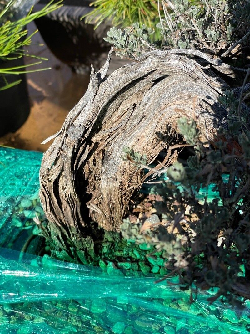 Artemisia arbuscula bark