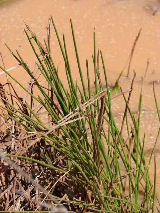 Eleocharis erythropoda habit